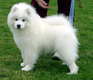 Export to Sweden – Kalaska Lucky Phantom