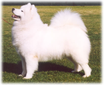 Brisbane Royal – August 2003