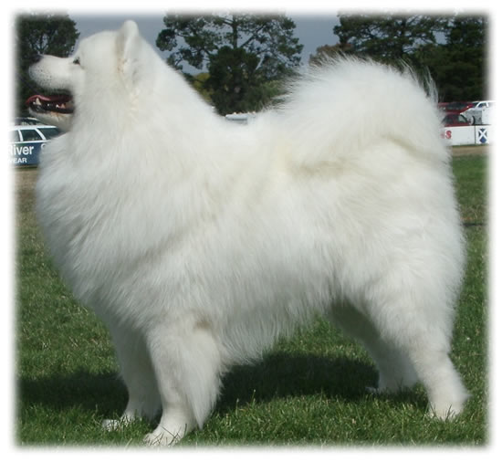 New Australian Champion – Kalaska Lucky Deal