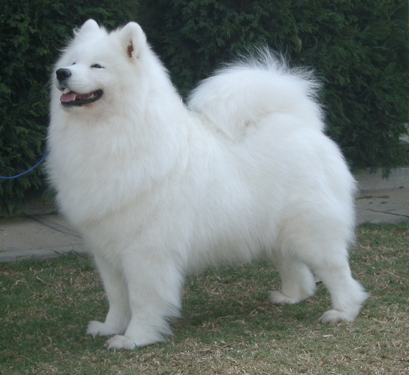 Grand Champion Sarbesha A Gem From Skotia Achievements