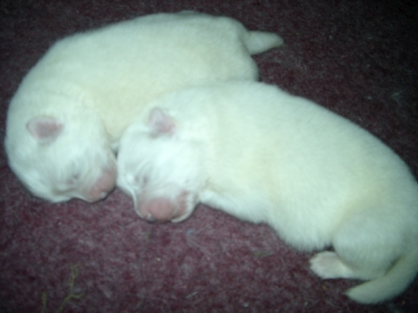 Litter Announcement – February 2005
