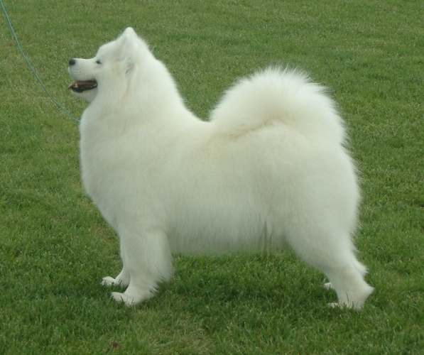 Best in Show – NSW Samoyed Club Easter Championship Show 2005