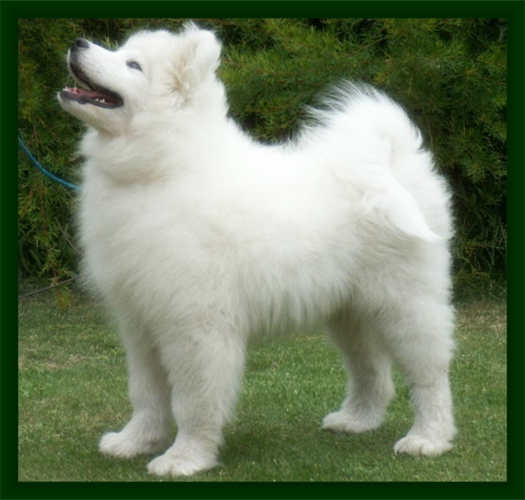 Best Baby Puppy in Show – Tasmania 2005