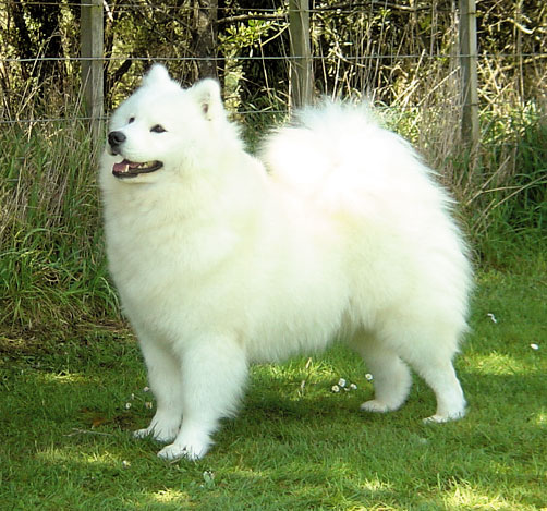 New Zealand Champion – Kalaska Wild Excitement at Oscarbi