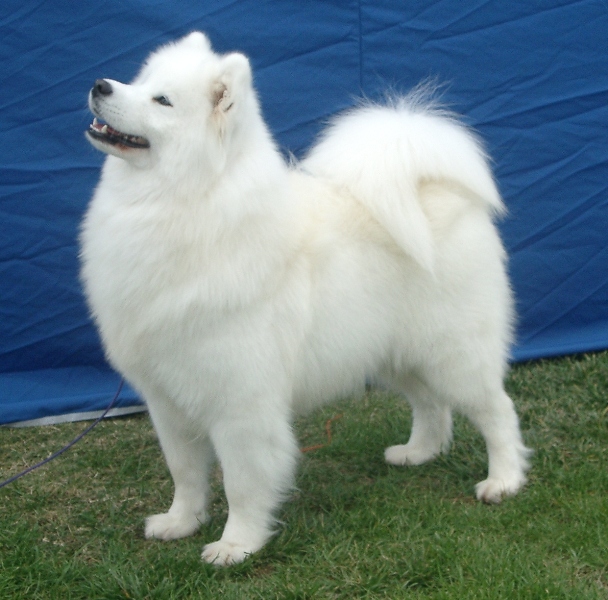 New Champion – Sydney Royal 2006
