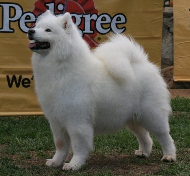 Hobart Royal Show – October 2006