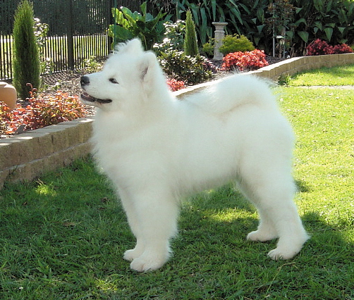 A.C.T. Royal – February 2007