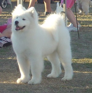 Kalaska Aleski of Voyage Champion Title 2007