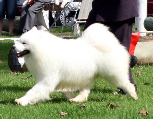 New South Wales Samoyed Specialty – April 2008