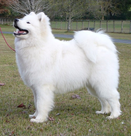 Best Minor Puppy in Show – Metropolitan Canine Association 2008