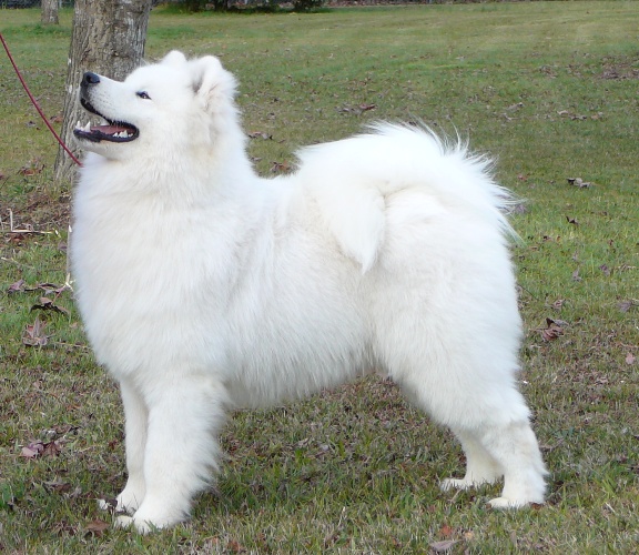 Best Puppy in Show – Yea & District Kennel Club 2008