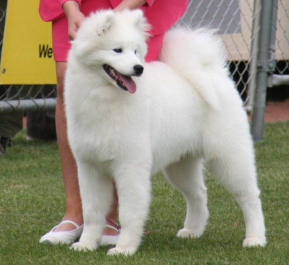 Hobart Royal Show – October 2008