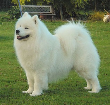 Runner Up Best in Show – New Zealand 2009