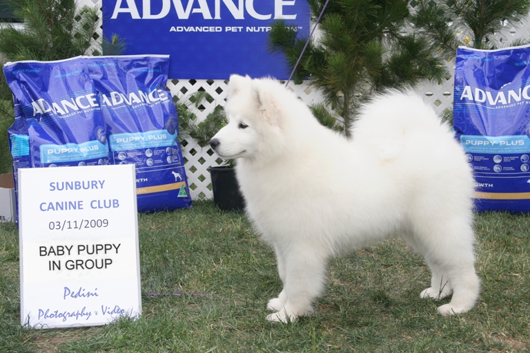 Best Baby in Group – Sunbury Kennel Club 2009