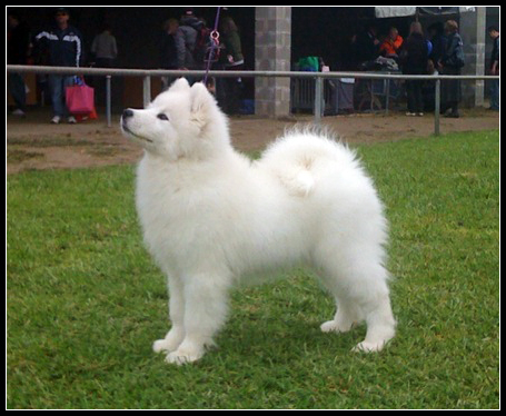 N.S.W. Samoyed Club Specialty 2009