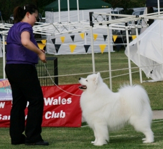 New Grand Champion – Kalaska Aussie Idol