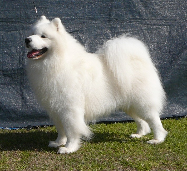 Best in Show – All Breeds Championship May 2010