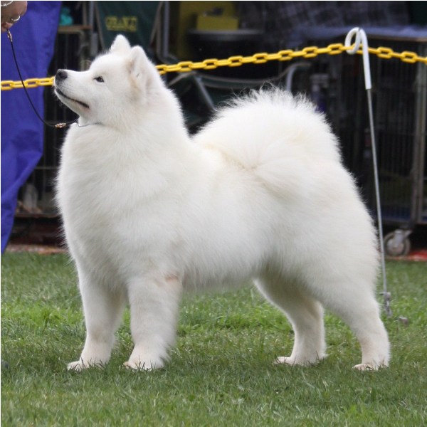 South Australia Samoyed Club 50th Anniversary 2010