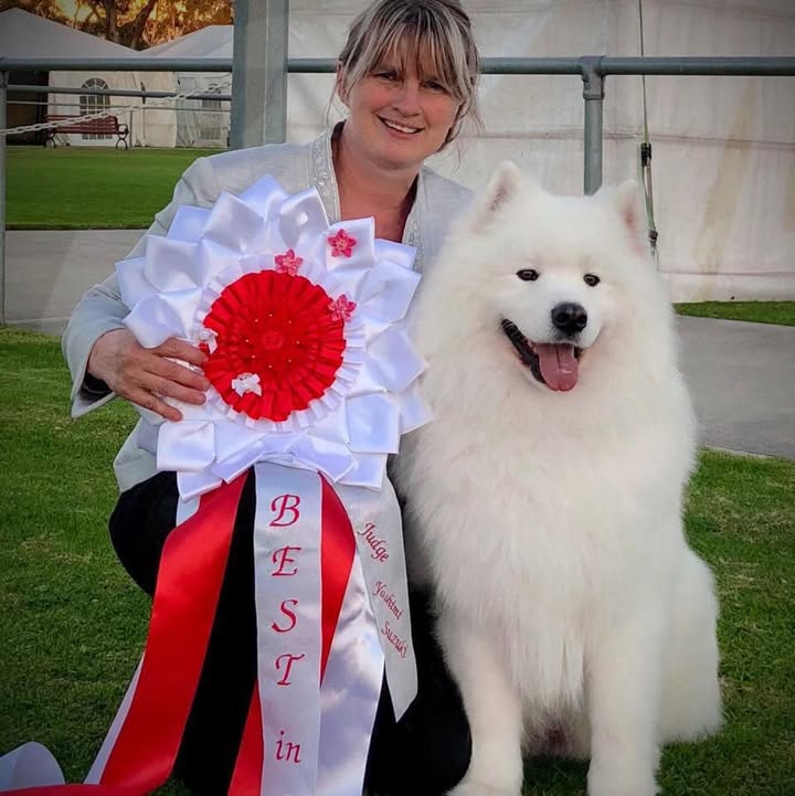 Amazing Memory Dogs SA Winter International 2018 Breed entry of 46 Samoyeds Then went onto…