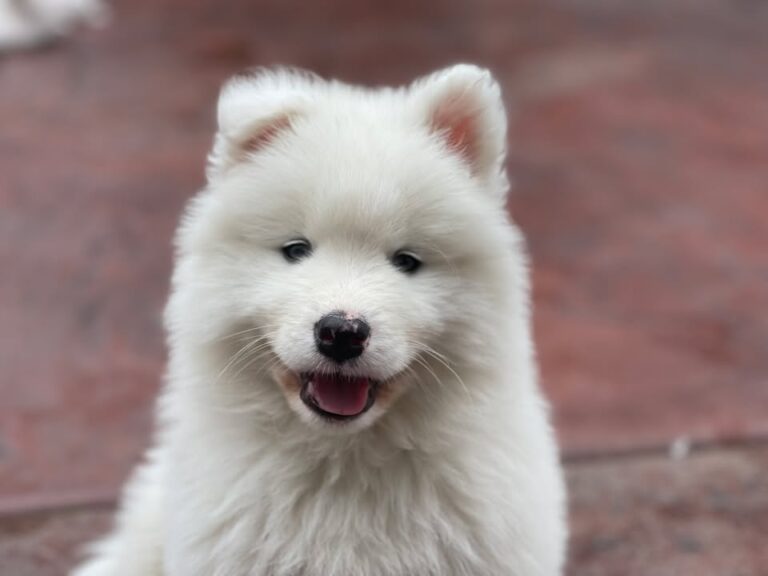 Happy Friday Everyone 🥰💙 #friday #bringontheweekend #cutestpets #samoyedpuppies