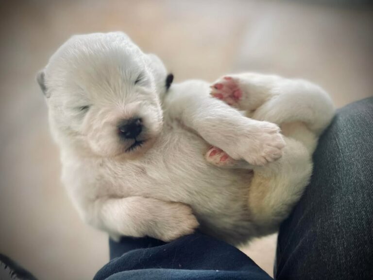 Mister Brown Boy 🤎 Being The Best Boy 🩵 today Happy Saturday Everyone #sochilled #samoyedpuppies…