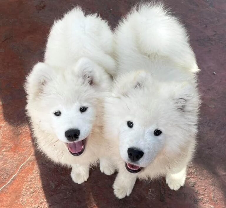 The Lorde Luxe Lovestory 🩷💙 Both were amazingly adorable as puppies Grew up together in…
