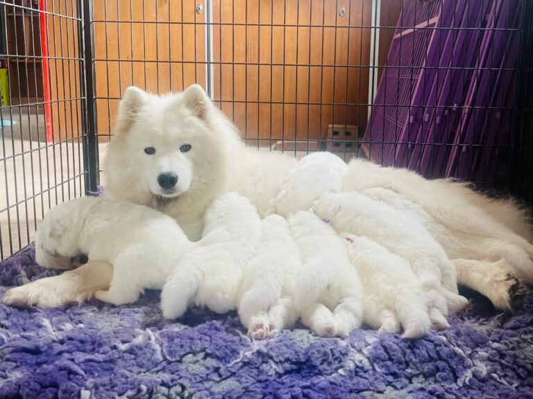 Lordes Little Luxe’s are now more than 3 weeks old and she still just adores…