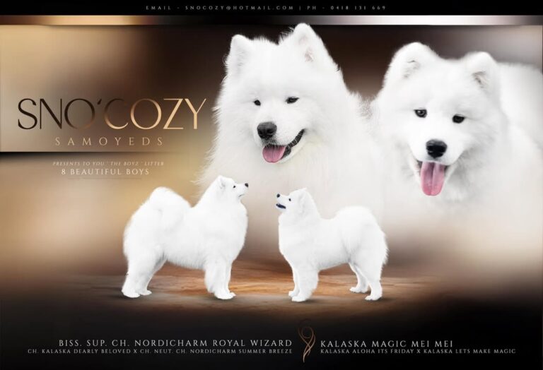 Kalaska Samoyeds are really excited This breeding ❤️ The Wizard & Mie Mie ‘ BOYZ…