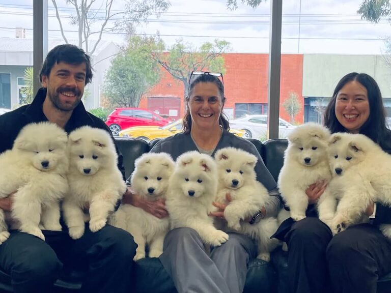 So the Lorde & Luxe Love Story puppies all went to Melbourne Eye Vet today…