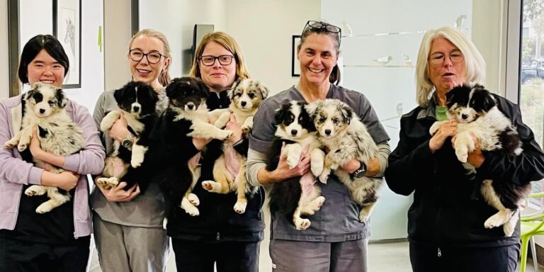 Thank you Melbourne Eye Vet Our gorgeous aussie shepherd babies Eight weeks old lol and…