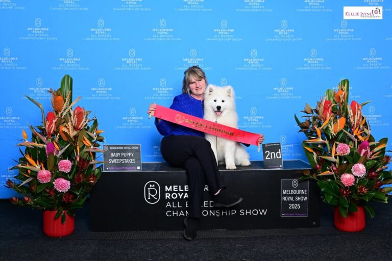 Our Samoyeds will be shining at The Royal Melbourne Show This Year Thursday 2/10 Lots…