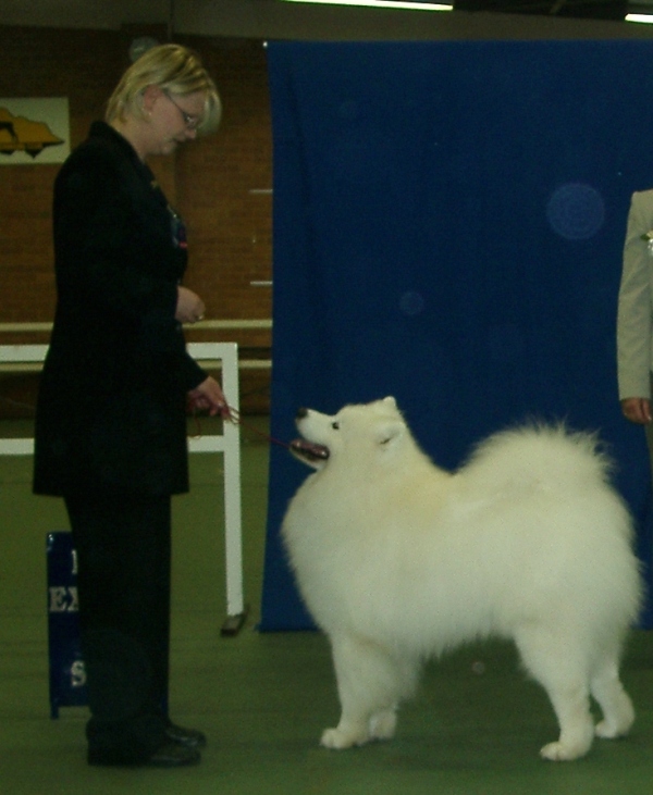 Samoyed Club of Victoria 60th Anniversary Championship Show