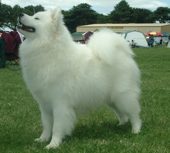 NSW Samoyed Club Easter Championship Show (27th March 2005)