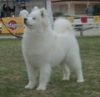 6th Samoyed National Sydney