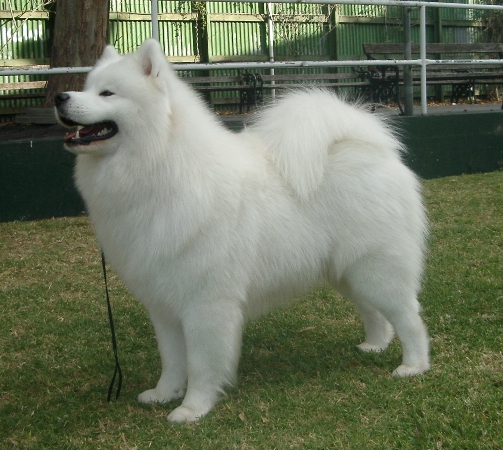Seymour and District Kennel Club