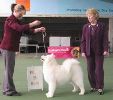 Samoyed Club of Victoria