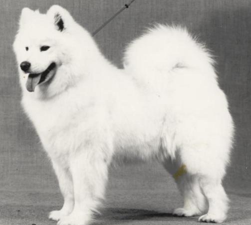 AU Ch. Kalaska Karousel