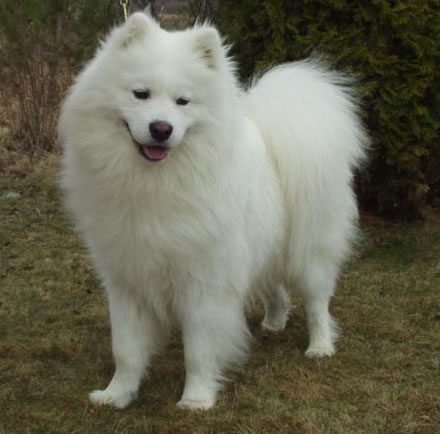 Kalaska Lucky Phantom