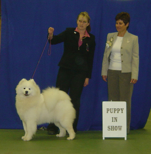Samoyed Club of Victoria 60th Anniversary