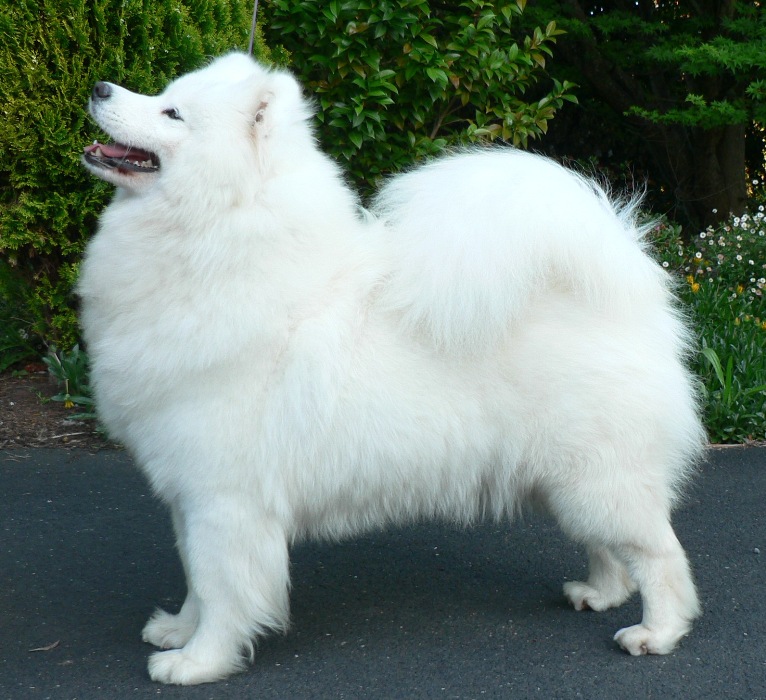 Sunbury Canine Kennel Club