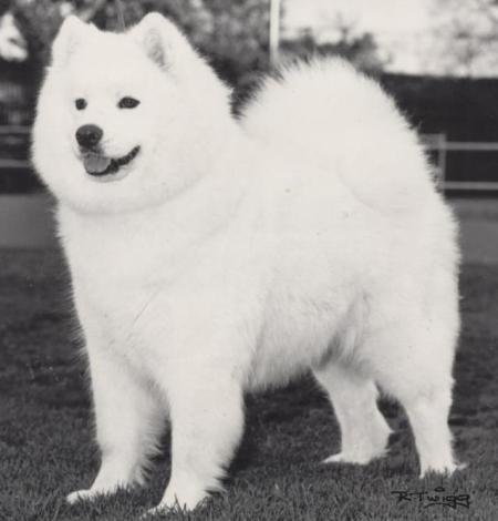 AU Ch. Kalaska Tsana