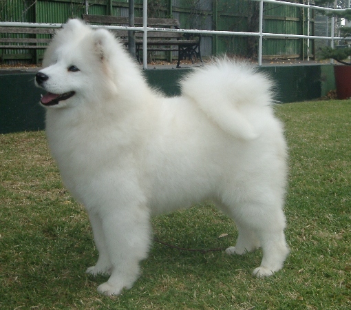 Seymour and District Kennel Club, 14th May 2005