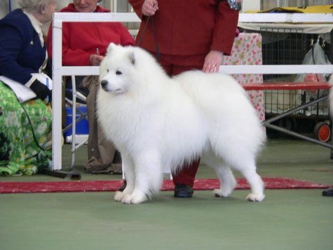 Samoyed Club of Victoria 60th Anniversary Championship Show (7 August 2005)