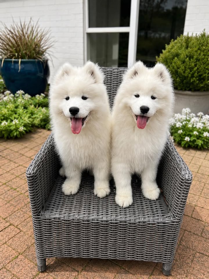 Two gorgeous girls Skye and Trouble.