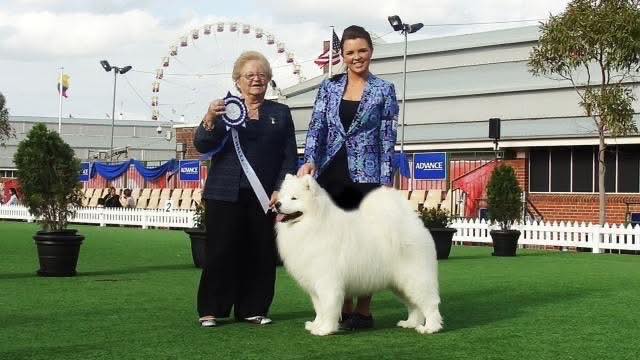 Supreme Champion Kalaska Aussie Boy 😇 A Special Memory Best Of Breed Royal Melbourne 🏆…