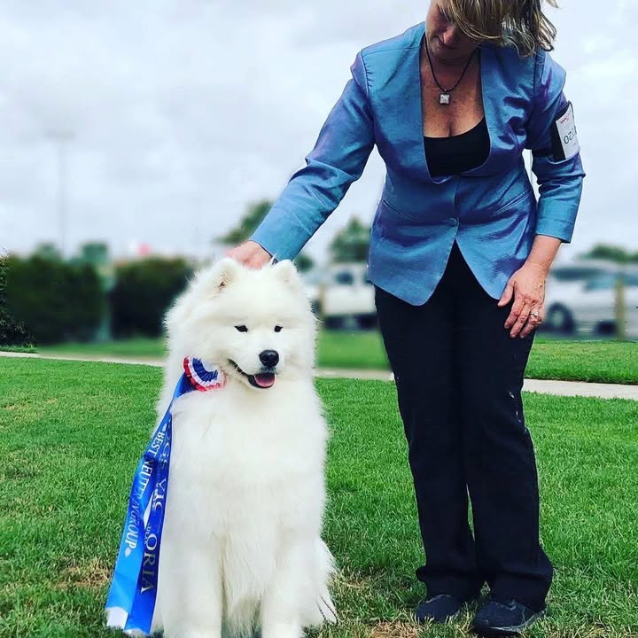 An Absolute Favourite Boy 💙 Finley ⭐️ Sire – Sup Ch Kalaska Aussie Boy Dam…