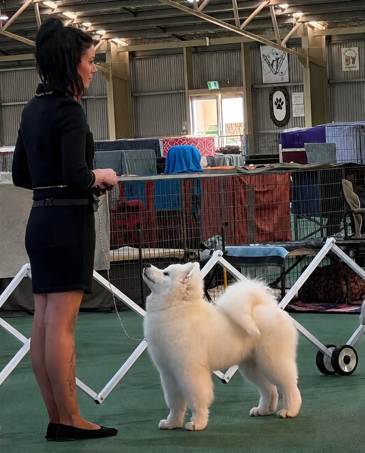 Baby Puppy in Group for this Keeper boy SACHI Kalaska Keeper Of Versace He was…