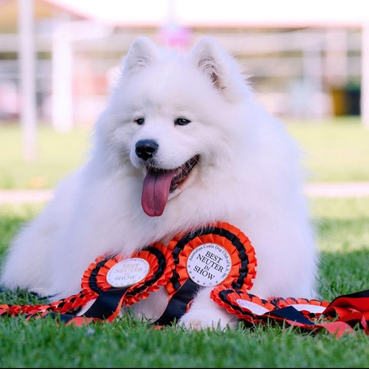 Samoyed with Best Neuter in Show rosettes