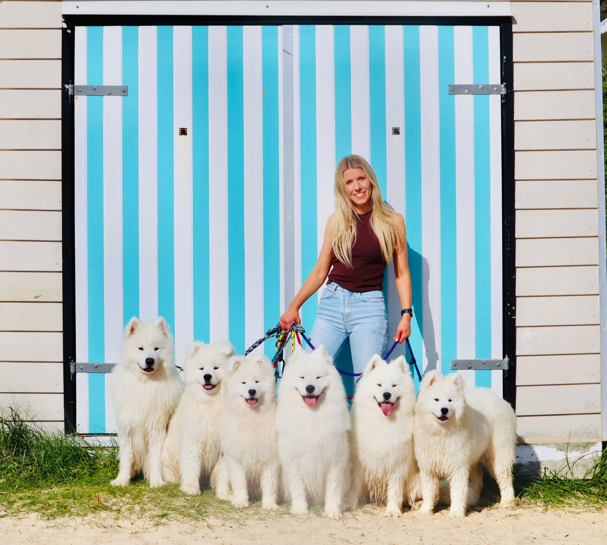 Chelsea Gatehouse with the Nordicharm and Kalaska Samoyeds