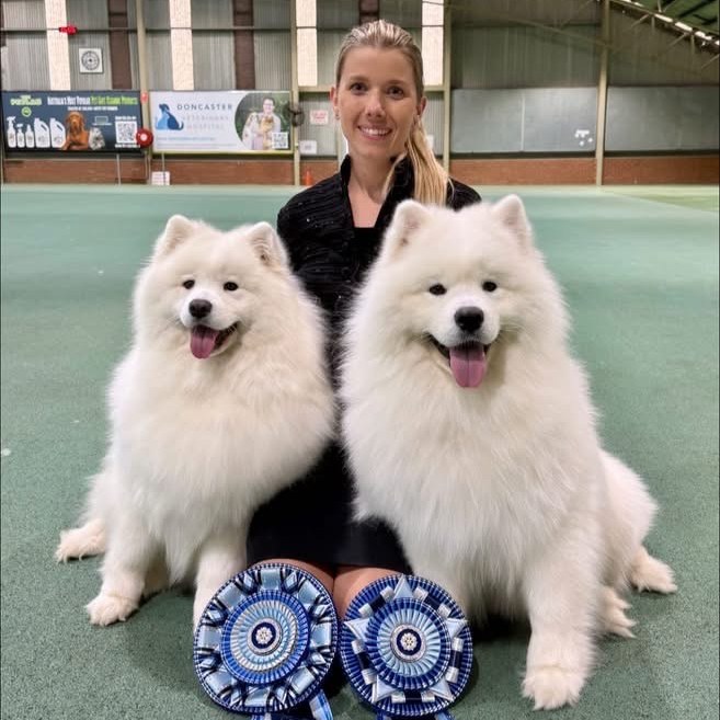 Chelsea Gatehouse with two Samoyeds and their 13th Samoyed National rosettes